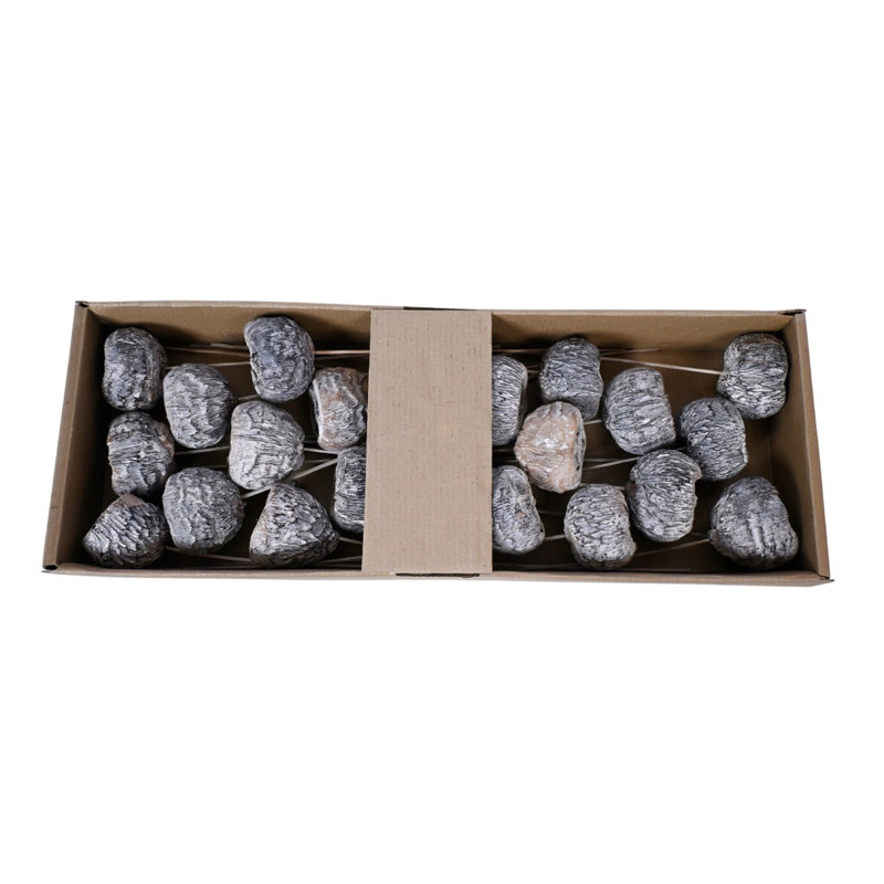 Plateau Talami On Stem 20Pc