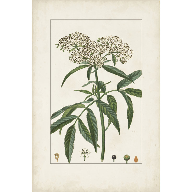 Antique Turpin Botanical VII by Turpin - Print on Canvas, 91cm H x 61cm W, Wrapped Canvas