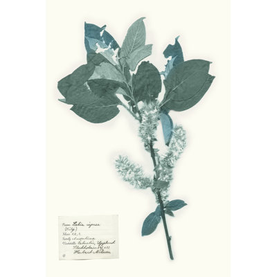 Pressed Flowers In Spa I by Vision Studio - Wrapped Canvas Art Prints