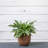 Pot Planter-1306863093