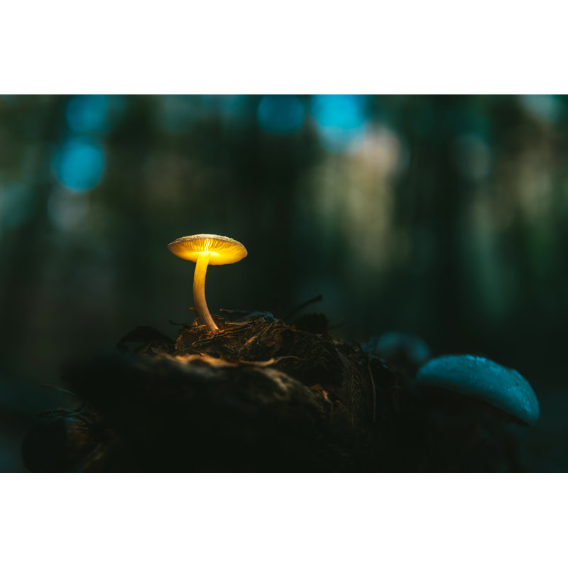 Fairy, Glowing Mushroom. Night In The Mystical Forest by Janiecbros - No Frame Print on Canvas, 20cm H x 30cm W