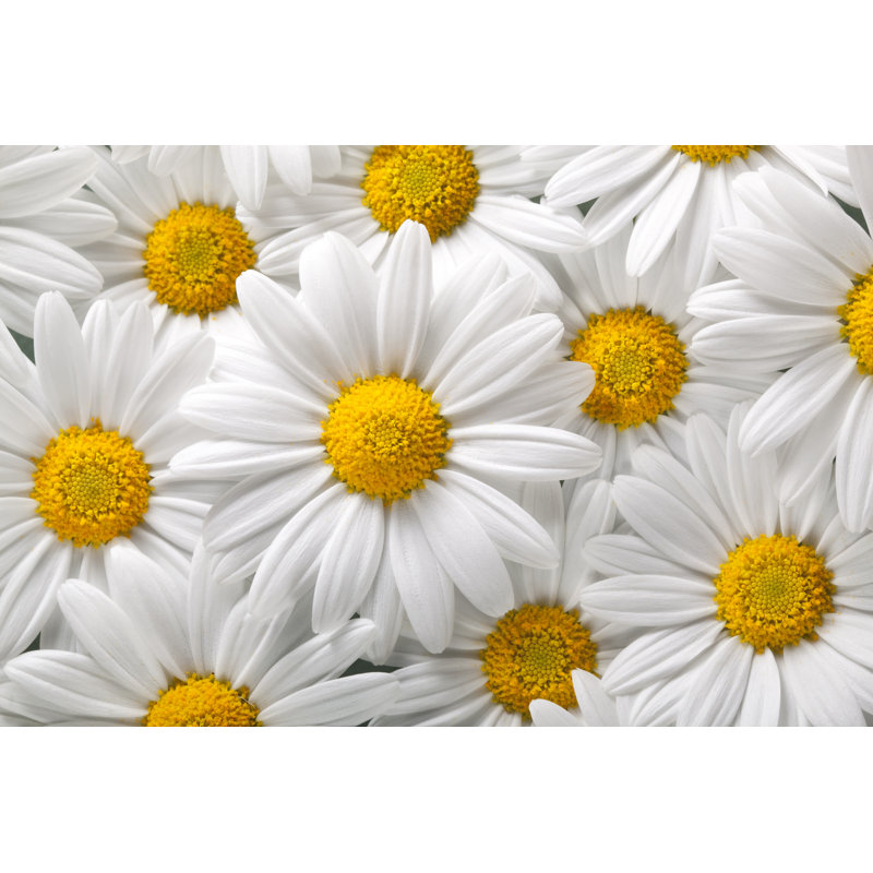 «Daisies» par Malerapasso, H 20 po x l 30 po