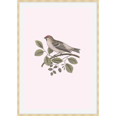 Nesting Navigators Pink 1 Framed Print