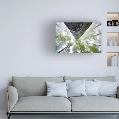 Tom Pavlasek  Looking Up Canvas Art