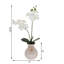 Orchids Arrangement in Vase