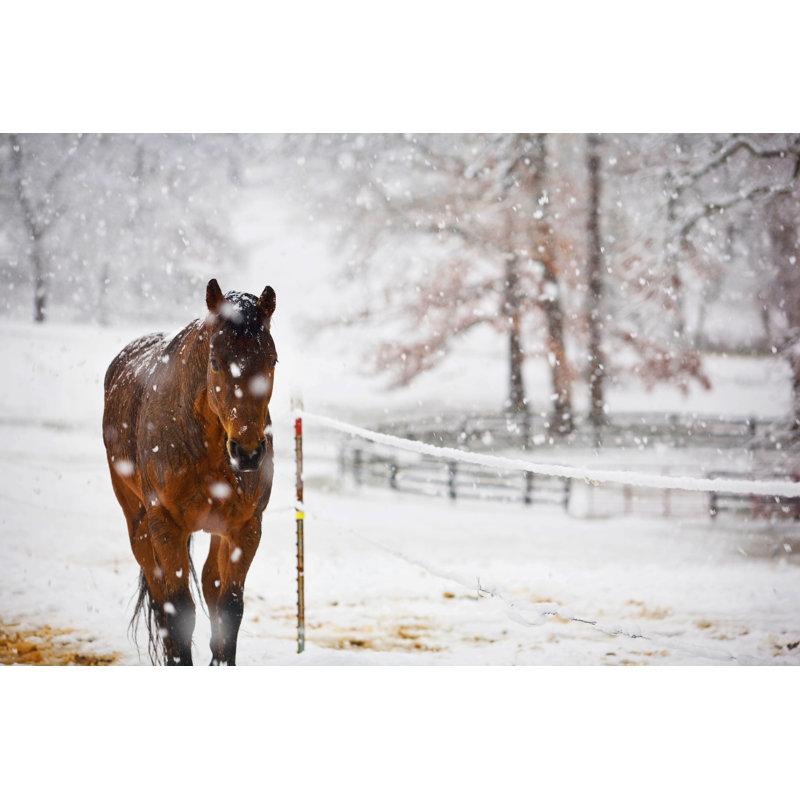 Horse Walking In Snow by Magbug - Wrapped Canvas Print, 51cm H x 76cm W