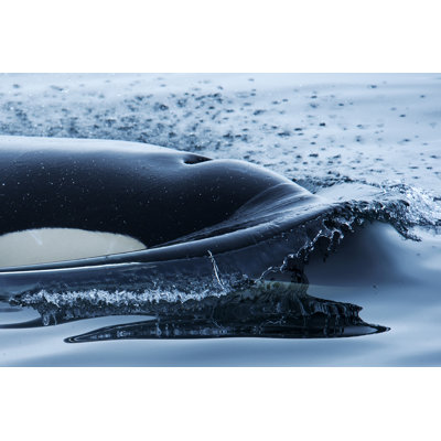 " Orca " by Jannie_Nikola