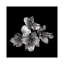« alstoemeria ii, b&w » par magda indigo, impression sur toile-31919975-73554406-73554407
