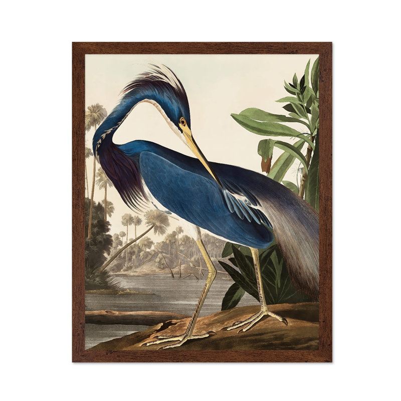 John Audubon - héron de Louisiane, H 24 po x l 32 po, Affiche, Encadrement brun