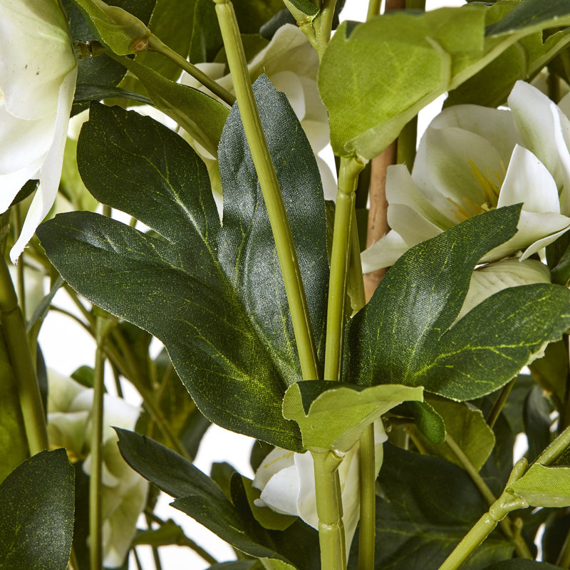 Large Hellebore in Taupe Pot, Grey, White