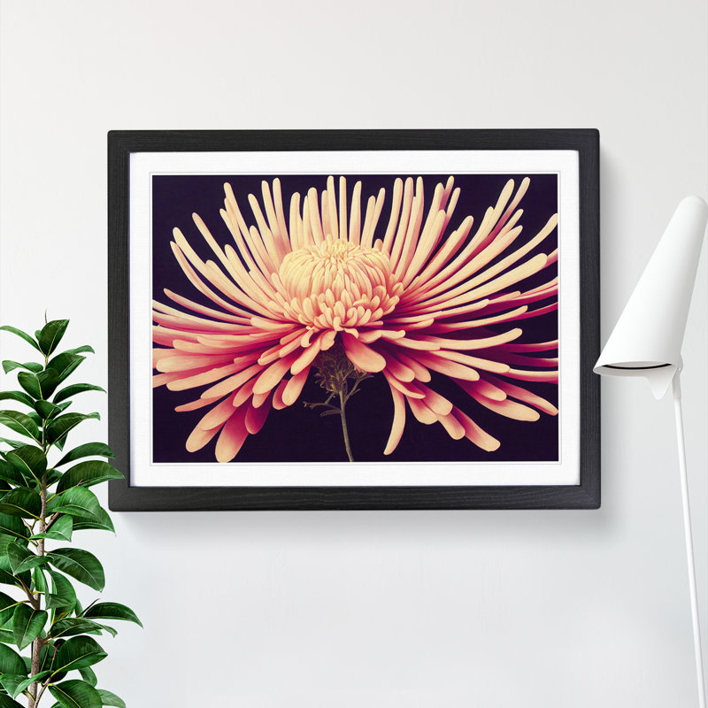 Lively Chrysanthemum Flower 1 Piece Single Picture Frame Wall Art, 34cm H x 46cm W x 2cm D, Black