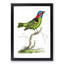 Collared Tanager Bird by George Shaw - Picture Frame Painting Print-55621234-55621236