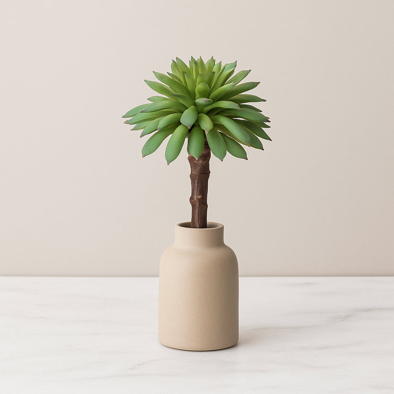 Plante grasse