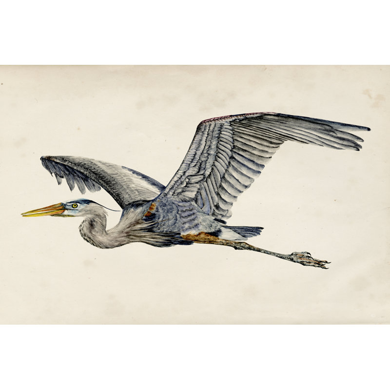Heron Rendering III by Melissa Wang - Wrapped Canvas Painting, 30cm H x 46cm W