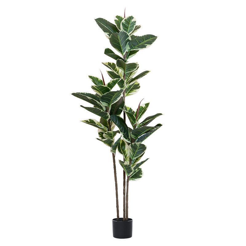 Arbre à ficus 5 pi, H 63 po x l 6 po x P 6 po