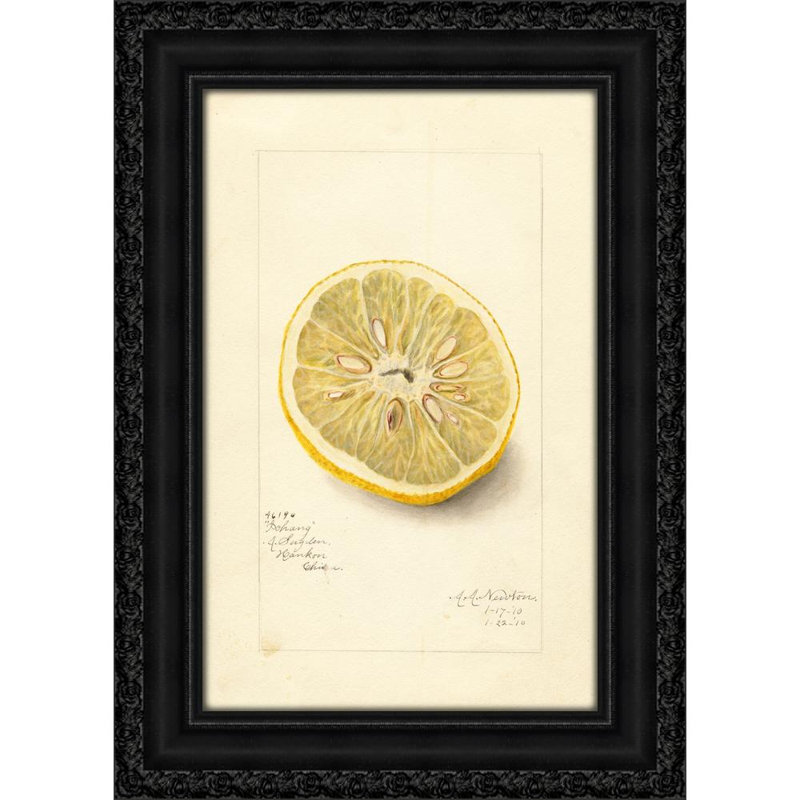 Citrus sinensis: Ichang (1910)