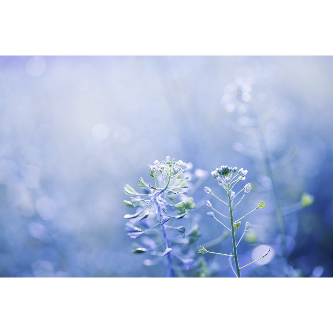 Natur in Blau von Jasmina - Leinwandbild auf Leinwand