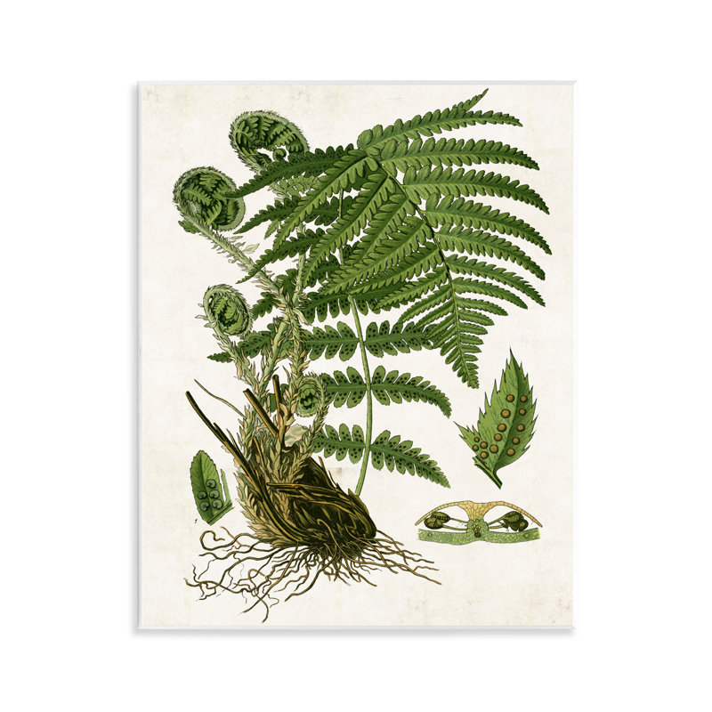  "Curved Ferns Study", art mural par Susan Arnot