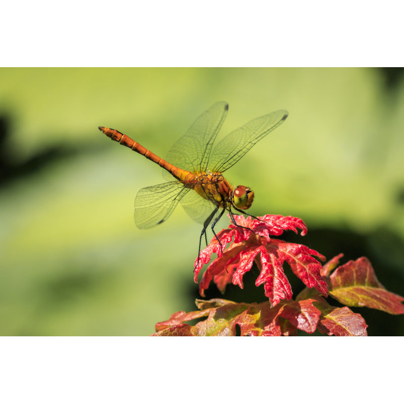 Occhionero Close Up Dragonfly by Sander Meertins - Wrapped Canvas Print, 30cm H x 46cm W x 3.8cm D