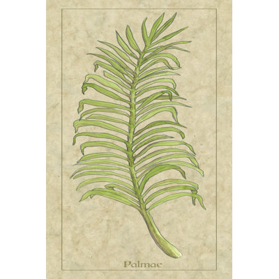 Palmae Leaf - Wrapped Canvas Art Prints