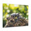 «Beetle Couple Beetle Troop», reproduction d'art mural-1672959526