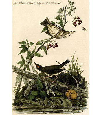 Golden tail wagtail thrush-impression d’art graphique