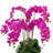 Orchid Centerpiece in Ceramic Pot-110136786