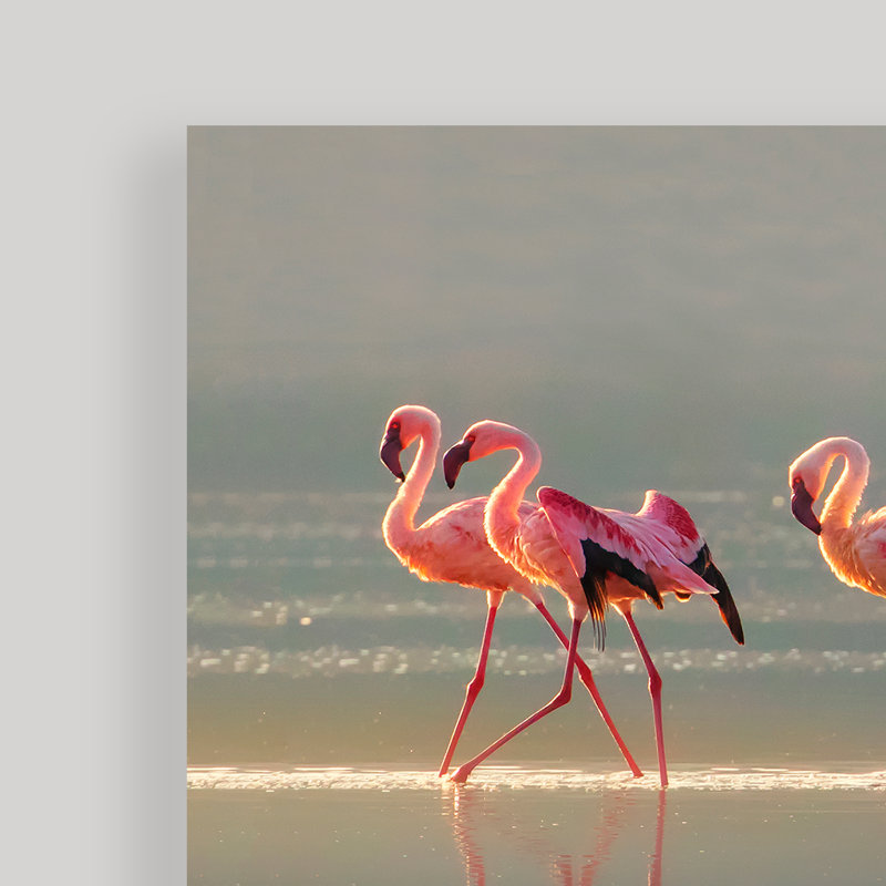 Flamant rose - impression sur toile tendue, H 12 po x l 24 po x p 1,5 po