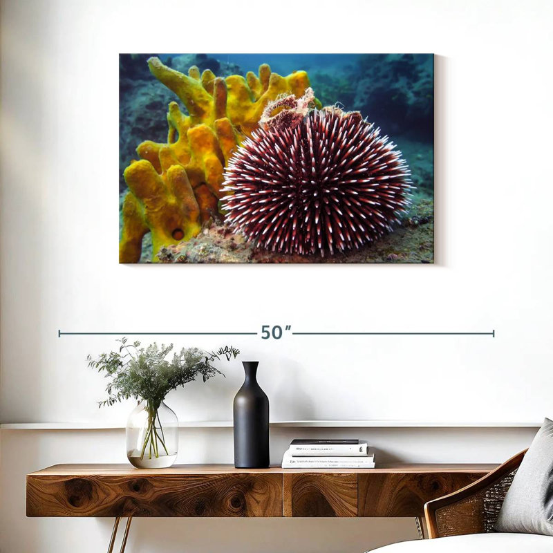 Sea Urchin, H 24 po x l 36 po