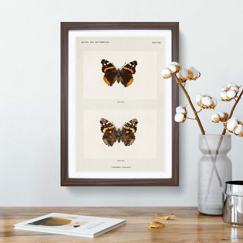 Red Admiral Butterfly by S.F. Denton - Picture Frame Painting Print, 36cm H x 27cm W x 2cm D, Walnut Framed