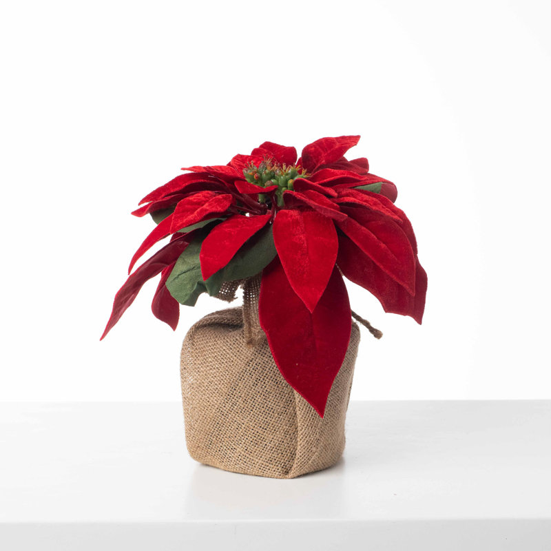 Arrangements floraux de poinsettias en pot