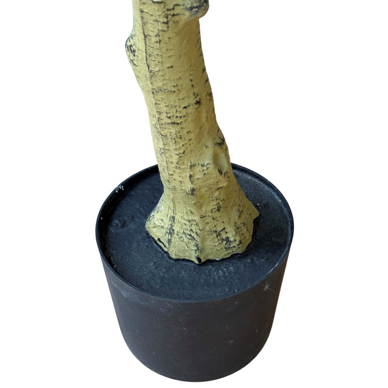 Andaiye 150cm Plant in Pot