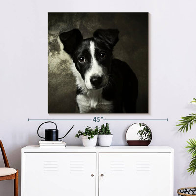 Brampt Border Collie Puppy