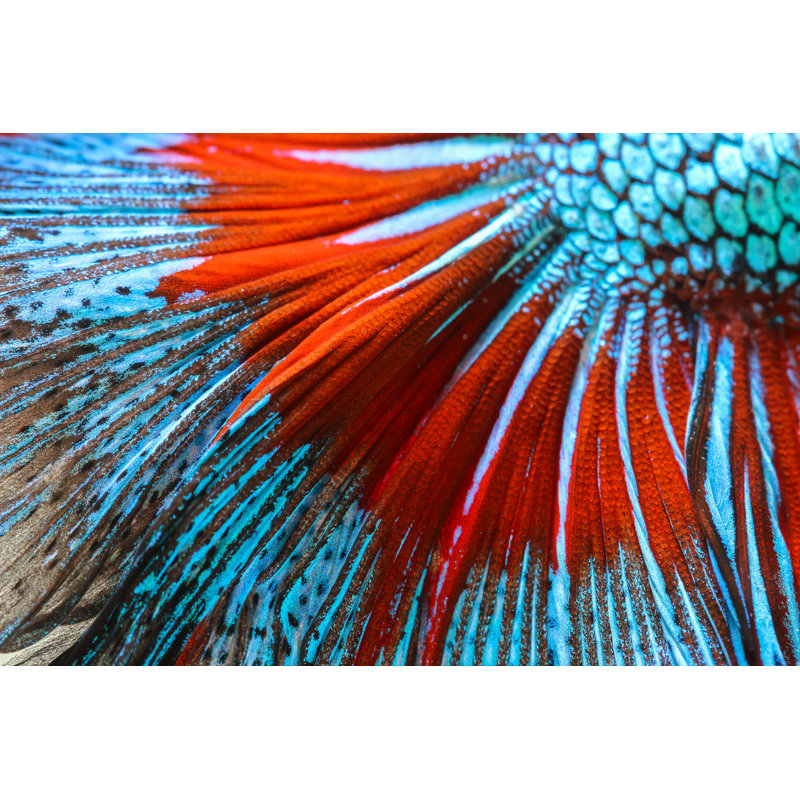 Texture Of Tail Siamese Fighting Fish by Napat_Polchoke - Wrapped Canvas Print, 30cm H x 46cm W x 3.8cm D
