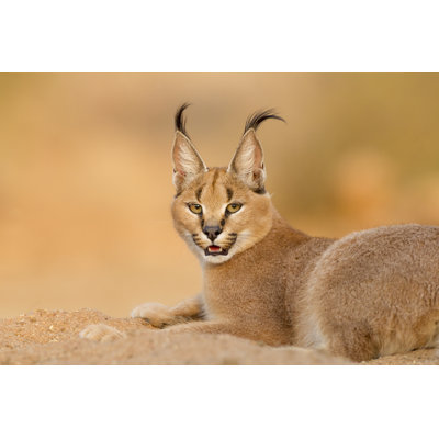 Caracal féminin - Photographie sur toile tendue