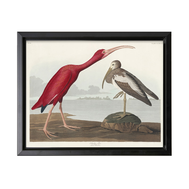 John James Audubon - Écarlate, Black Framed, Canvas, 11"H x 14"W