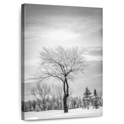 Arbre solitaire Harnek recouvert de neige en BW