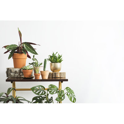 Home Garden - Photographie sur toile tendue