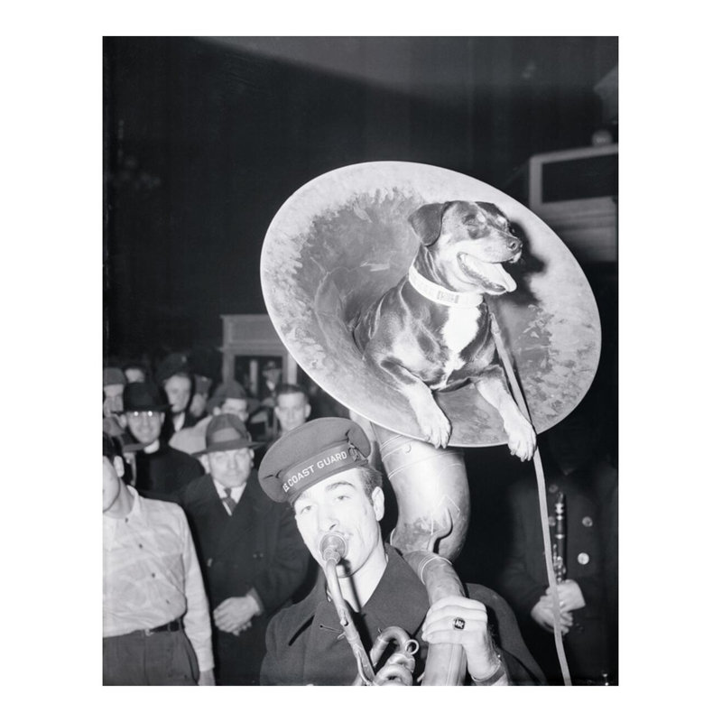 «Coast Guard Mascot Dog Riding in Tuba» par Inconnu - Estampe numérique, H 28 po x l 22 po