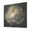 Pivoine blanche sur fond noir I - impression sans cadre sur bois-88030359