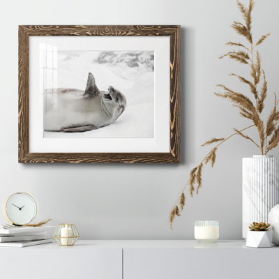 Laughing Seal - photographie avec cadre photo