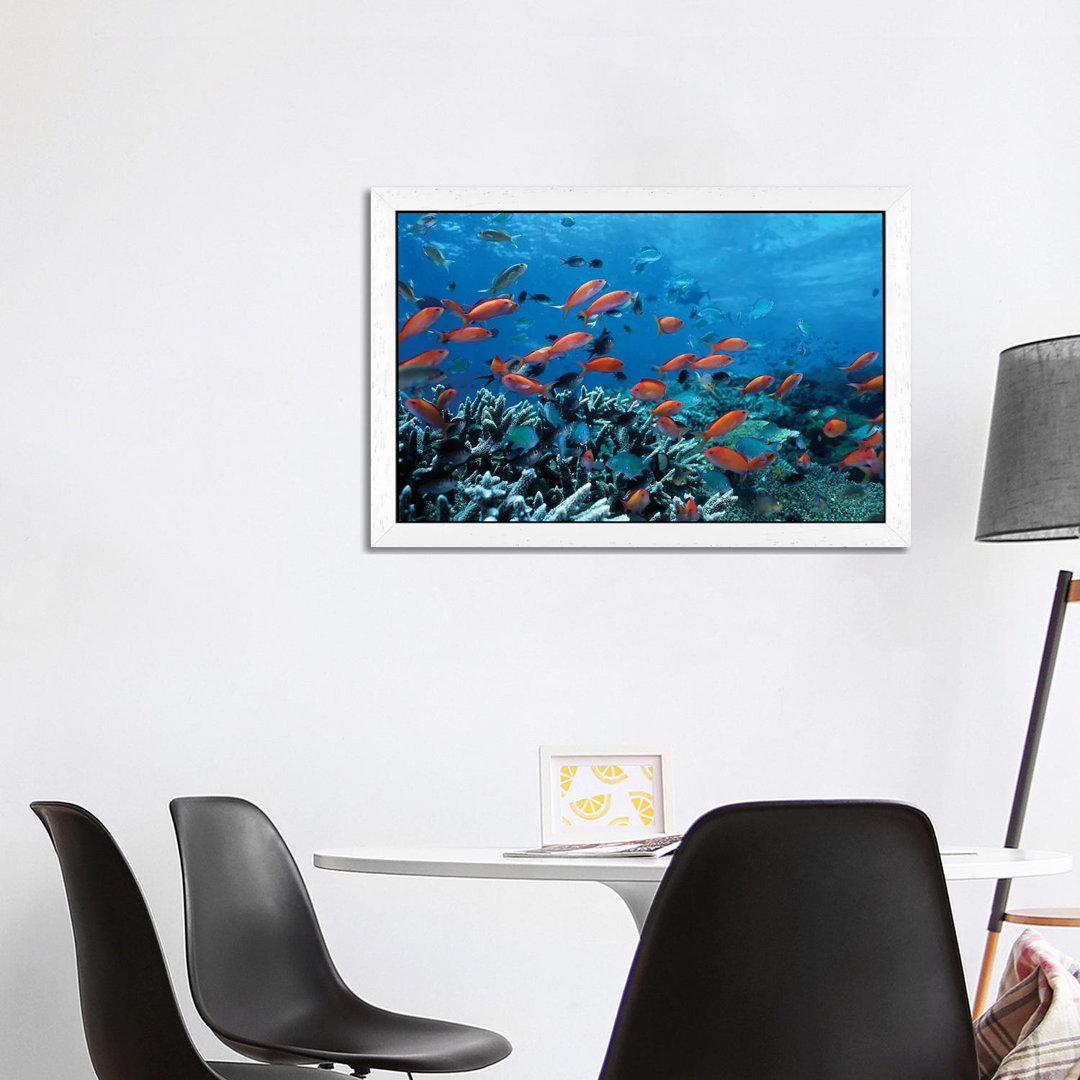 Ocean Fish Coral Reef - Print on Canvas