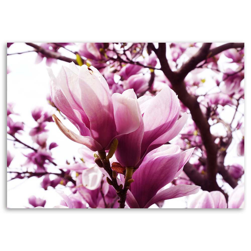 Leinwandbild Magnolia In Bloom 51084