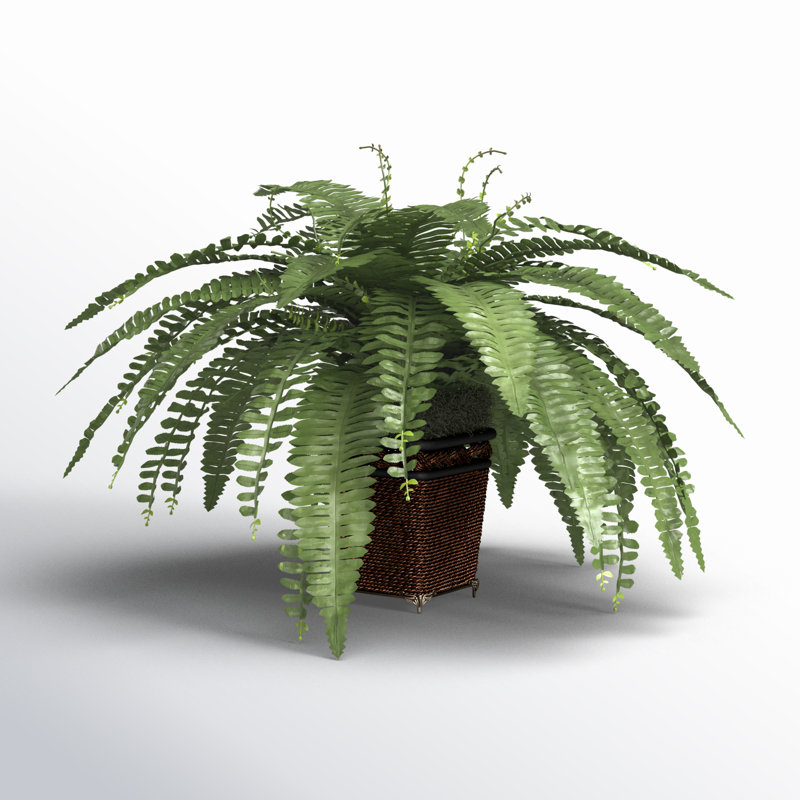 23'' Faux Fern Plant in Wicker/Rattan Pot