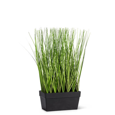 Longue herbe en pot rectangulaire