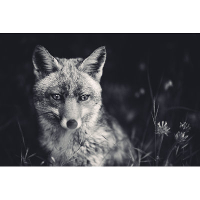 Fox In Meadow by Borchee - No Frame Art Prints on Canvas