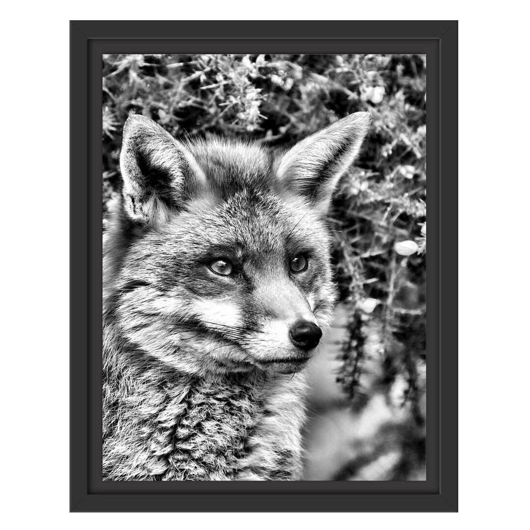 Gerahmtes Wandbild aufschauender Fuchs