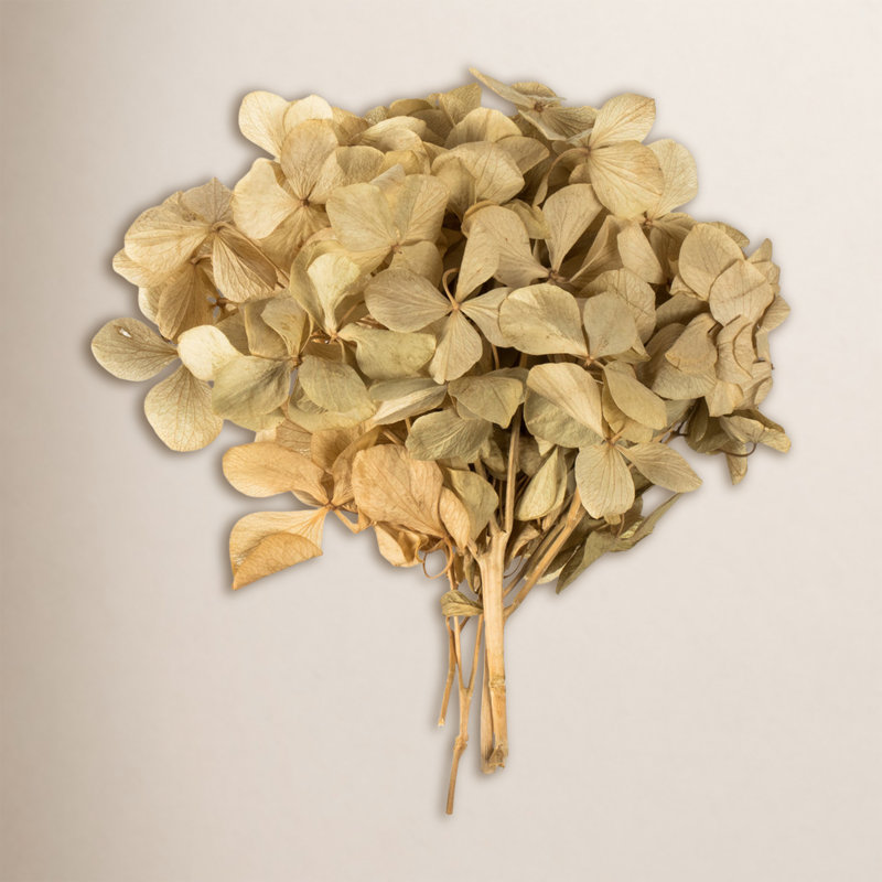Centre de table d'hortensia Vickerman, Beige