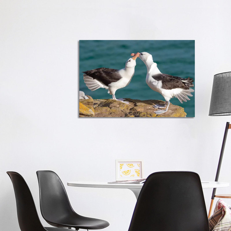 Black-Browed Albatross Or Black-Browed Mollymawk, Typical Courtship And Greeting Behavior, Falkland Islands. 1 Piece Wrapped Canvas Wall Art