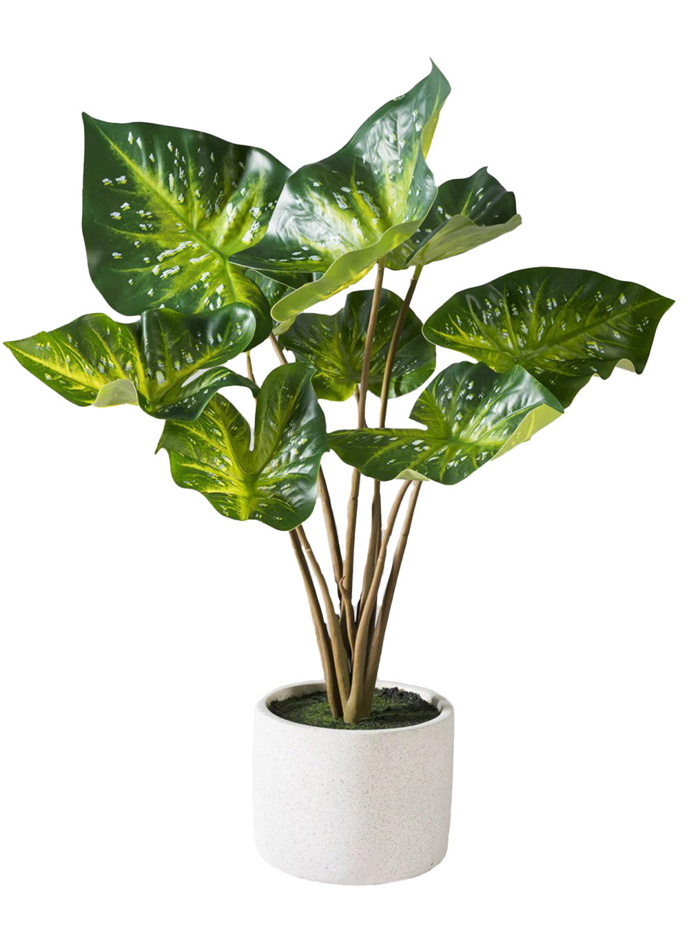  Calathea Plant In Planter, 6" Diameter & 25" Tall